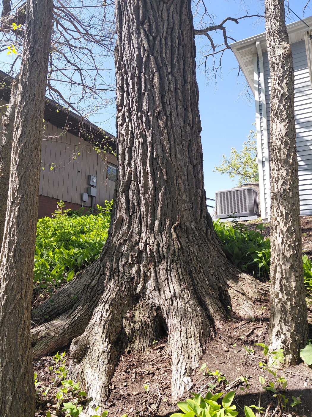 Tree removal assessment