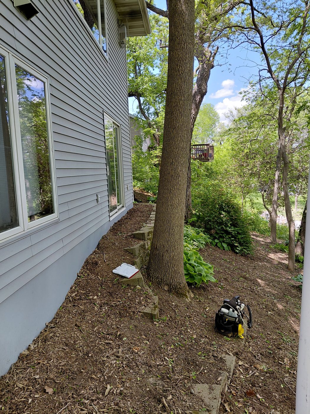 Professional tree removal