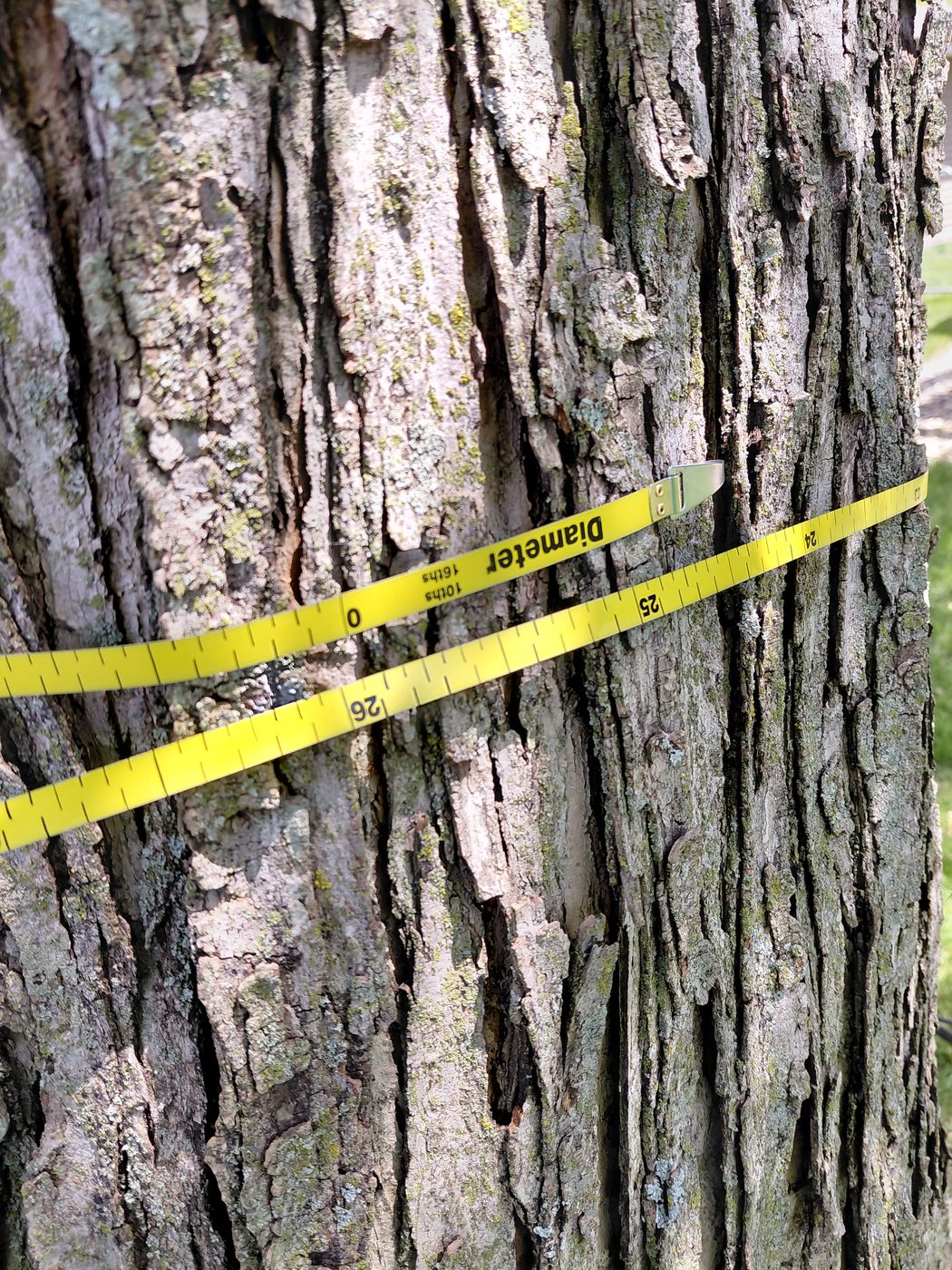 Professional tree assessment